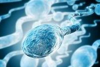 去马来西亚做试管婴儿就选生丰医院，试管成功率高且费用低